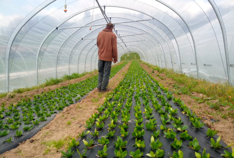 Nouvelles des légumes