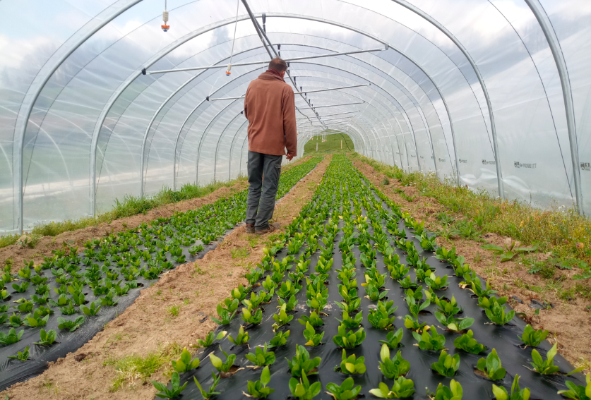 Lire la suite à propos de l’article Nouvelles des légumes